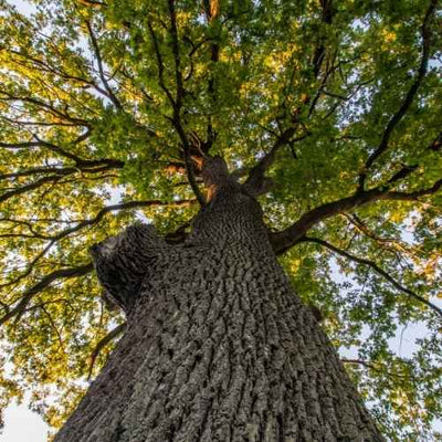 Pourquoi le bois de chêne rouge est-il le meilleur, et est meilleur que le chêne ?