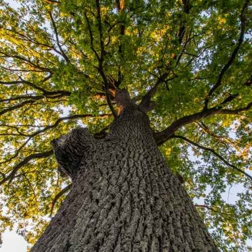 Pourquoi le bois de chêne rouge est-il le meilleur, et est meilleur que le chêne ?