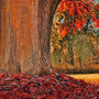 Bois de chêne rouge : le charme des grandes forêts d’Amérique
